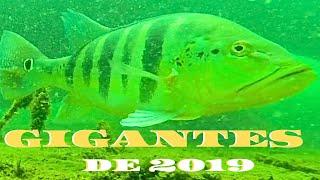 Pesca Sub - Os Gigantes de 2019  FAMA SUB  #pescasub #rioparaná #fishing