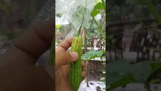 3 Cara Mengatasi Lalat Buah untuk Pare Dulco dan Hainan dengan Bahan Sederhana