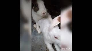Rabbit Sex time