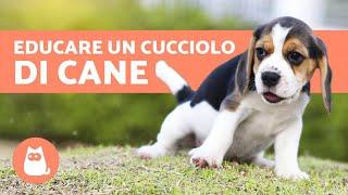 EDUCAZIONE CANINA Come educare un cucciolo?