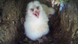Barn Owl Chicks Keeping Cool in Heatwave  Gylfie & Dryer  Robert E Fuller