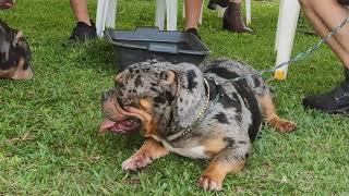 Evento Barbecue Bully e Pit Monster and friends Parte 1 #bully #american bully pocket #Pitmonster