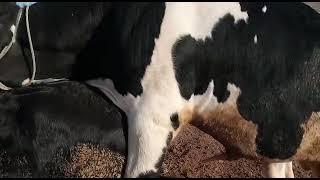 cows meeting with horse#animals