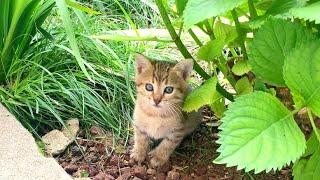 Incredibly cute kittens playing games will brighten your day