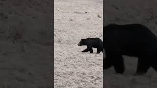 Black Bear Gallops Across A Yellowstone Meadow Sure In A Hurry To Get Somewhere