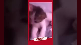 Sahibini öpen yavru kedi viral oldu  #shorts