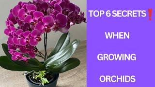 Sır gibi saklanan 6 gizli orkide tüyosu ️Çiçeksiz orkide kalmayacak