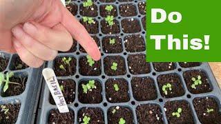 Why you want to do this with seed starting Fall gardening tips Texas 8A