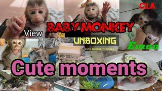 baby monkey cute moments show again