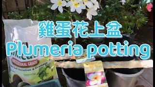 雞蛋花上盆 plumeria potting