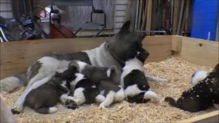 Akita puppies 26 days old