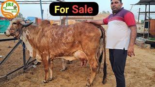 Top #Gir #Desi Cows 20kg Milk available for Buyers.in Jind  Bittu 70150 02091