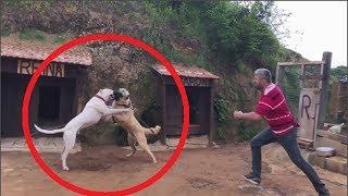 Dogo Argentino vs Kangal who would win