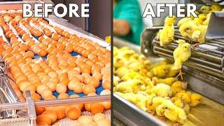 This Is How Chickens Are Made It’s Way Worse Than You Thought