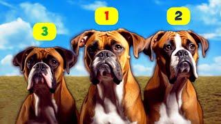 BOXER TYPES - 8 TYPES OF BOXERS