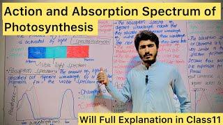 Actions and Absorption Spectrum For Photosynthesis#mdcat biology