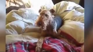 Funny Dogs Funny Videos Funny Animals Videos Funny Dogs Videos Compilation 2017