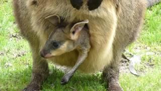 Baby Kangaroo in Pouch