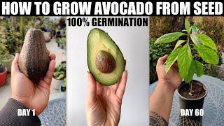 How to Grow Avocado From Seed  100% GERMINATION