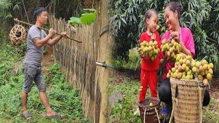 Harvesting lychees. My ex-husband still always comes to the farm when Im away