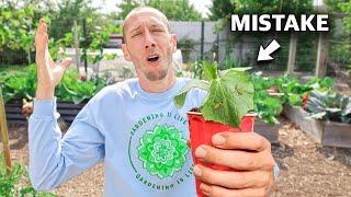 You’re Killing Your Cucumbers if You Do This 5 MISTAKES You Can’t Afford to Make Growing Cucumbers