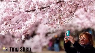  Cherry blossoms  reach peak bloom after 6 weeks of volatile weather ️️ 