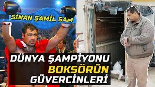 Boks mu Güvercin mi? deseler güvercini seçerdi - Şampiyon Sinan Şamil Samın Güvercin Sevdası