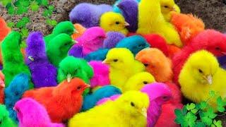 World Cute Chickens Colorful Chickens Rainbows Chickens Cute Ducks Cat RabbitsCute Animals