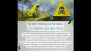 THE MOST POISONOUS IN THE WORLDCOLUMBIAN GOLDEN FROG