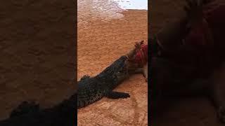 NO FEAR  #alligator #gator #slide #show