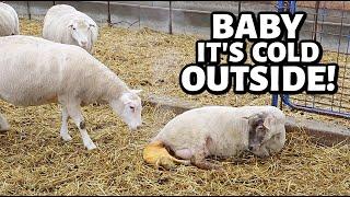 SPRING lambing with WINTER problems.  Vlog 679