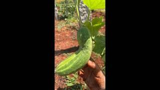 Growing cucumber   seed sowing to harvesting #growingcucumbers #chemicalfreefarming