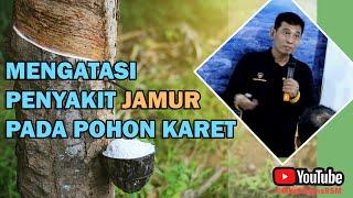 #A3 MENGATASI PENYAKIT JAMUR PADA POHON KARET #bayudiningrat #bayusehatmandiri #pertanian