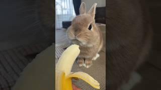 Funny and cute baby bunny rabbit videos  cute bunny  baby bunny  funny bunny videos 