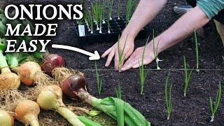 The Easiest Way to Grow Onions