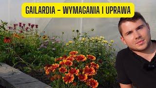 Gailardia - wymagania i uprawa jednej z najdłużej zdobiących bylin w ogrodzie