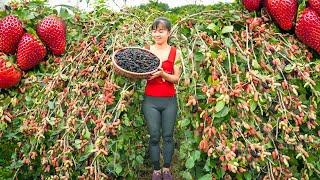 Harvesting Sour Strawberry Goes To Market Sell - Make Strawberry Syrup  Tiểu Vân Daily Life