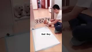 how to teach your puppy good manners Funny video #shorts