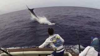 Fighting Blue Marlin 1075 lbs Grander Amazing jumps