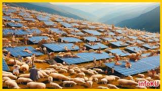 Solar Panel Mount  Chinese Sheep Farm as Big as Singapore