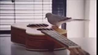Dove bird playing guitar - Paloma tocando la guitarra To Be Continued