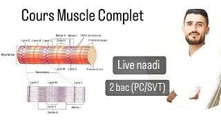 Cours complet Muscle 2 bac Live naaadi