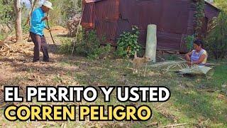 Usted y su perrito corren un riesgo en el bosqueTía Alicia