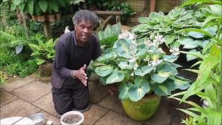 3 Ways To Protect Your Hosta From Slugs And Snails