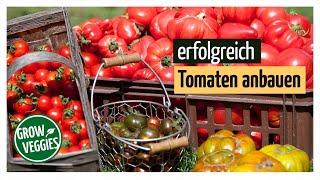 Tomaten erfolgreich anbauen  Tipps Aussäen Vorziehen Anzucht Pikieren Pflanzen Pflegen