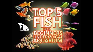 Top 5 Fish for Beginners Under 20 Gal Aquarium  Tagalog
