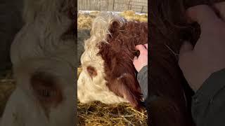 Quality time with the Hereford on Christmas morning ️