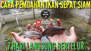 cara pemijahan ikan sepat siam 7 hari bertelur banyak