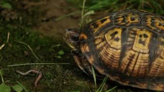 The Eastern Box Turtle Documentary