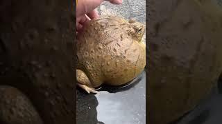 หนูน่ารักมากเลย #กบ #กบยักษ์ #africanbullfrogs #shortvideo